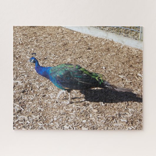 Indian Blue Peafowl jigsaw puzzle ジグソーパズル (横)