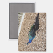 Indian Blue Peafowl magnet マグネット (正面/裏面)