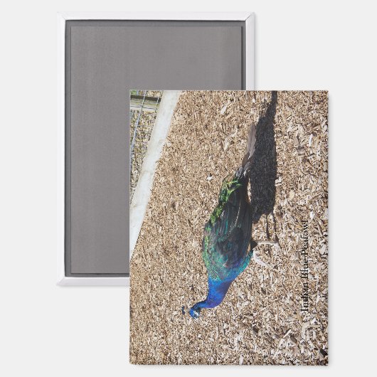 Indian Blue Peafowl magnet マグネット (正面/裏面)