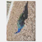 Indian Blue Peafowl magnet マグネット (正面)
