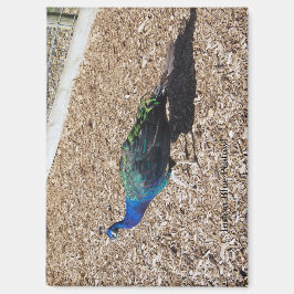 Indian Blue Peafowl magnet マグネット