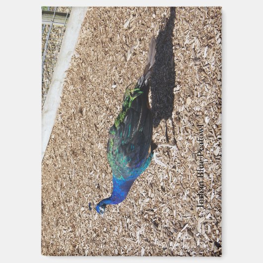 Indian Blue Peafowl magnet マグネット (正面)