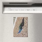 Indian Blue Peafowl magnet マグネット (インサイチュ (食洗機))