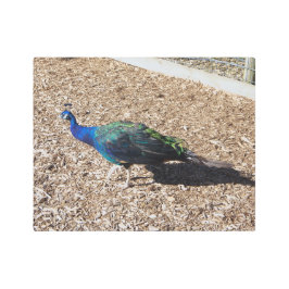 Indian Blue Peafowl metal wall art メタルプリント