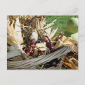 Indian Corn In Basket Nature Personalized ポストカード (正面)