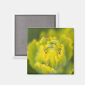 Indian Golden Paintbrush Castilleja 2 マグネット (正面/裏面)