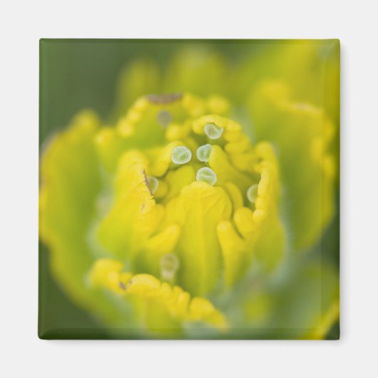 Indian Golden Paintbrush Castilleja 2 マグネット (正面)