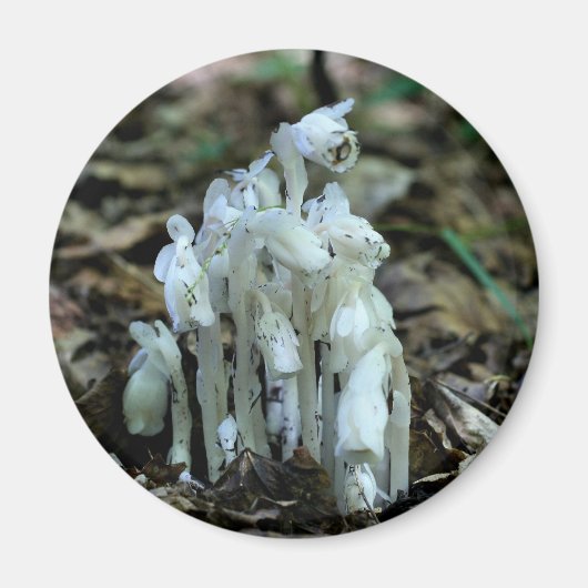 Indian Pipe Wildflowers Nature  マグネット (正面)
