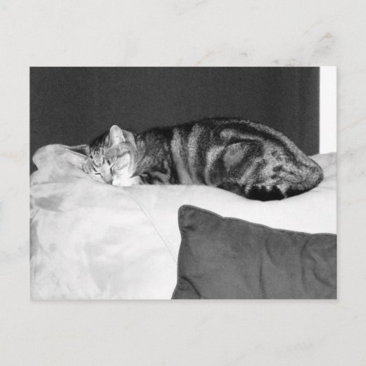 Indigoのための昼寝 ポストカード (正面)