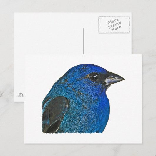 Indigo Buntingロゴ ポストカード (正面/裏面)
