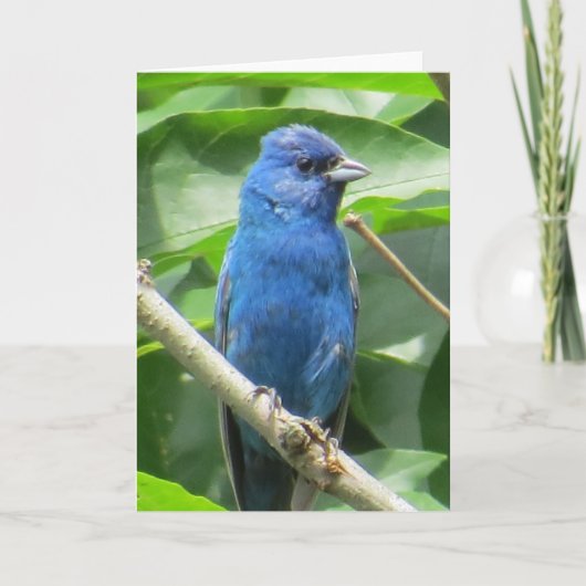 Indigo Bunting Greeting Card カード (正面)