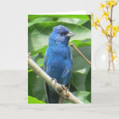 Indigo Bunting Greeting Card カード (黄色い花)