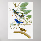 Indigo Bunting John James Audubon Birds of America ポスター (正面)