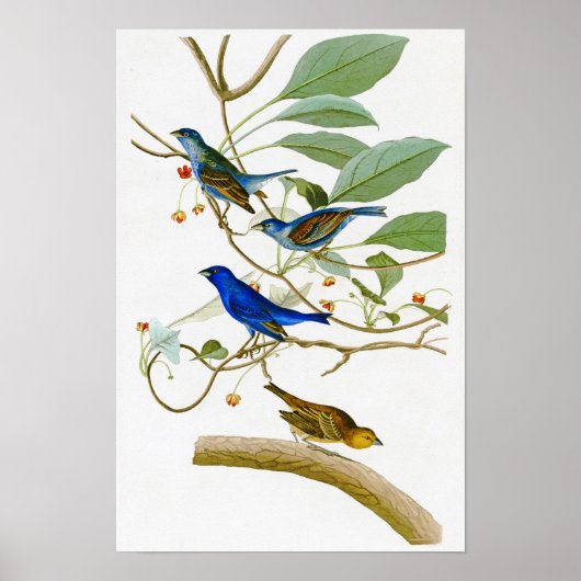 Indigo Bunting John James Audubon Birds of America ポスター (正面)