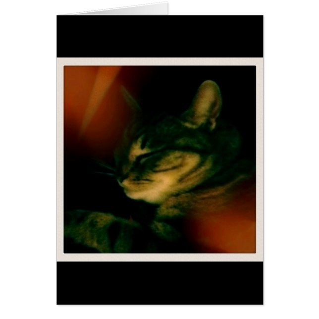 Indigo Naptimeクローズアップ (正面)