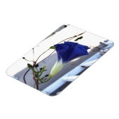 Indigo Swirl Morning Glory マグネット (左側)