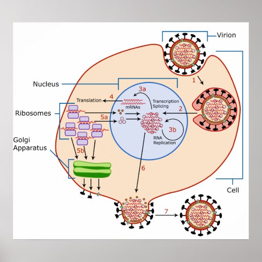 Influenza Virus Invasion & Replication Diagram ポスター (正面)