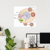 Influenza Virus Invasion & Replication Diagram ポスター (ホームオフィス)