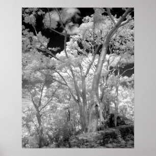 Infra red of trees buildings and trails in Las 2 ポスター