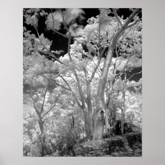 Infra red of trees buildings and trails in Las 2 ポスター (正面)