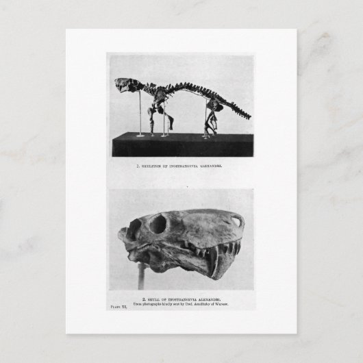 Inostrancevia alexandriアートポストカード ポストカード (正面)