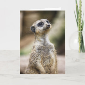 InquisitiveMeerkat カード