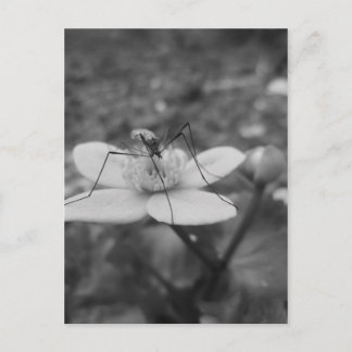 insekschwarzweisの複数形 ポストカード