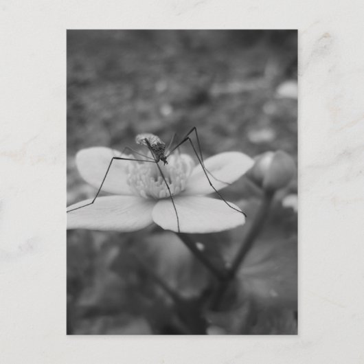 insekschwarzweisの複数形 ポストカード (正面)