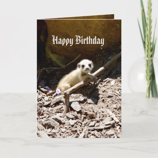 Insy WinsyのベビーMeerkat、誕生日 カード (正面)