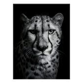Intense Black and White Cheetah Portrait ポスター (正面)