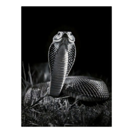  Intense Black & White King Cobra Fine Art Print | ポスター