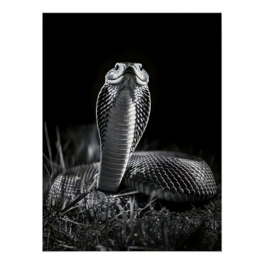  Intense Black & White King Cobra Fine Art Print | ポスター (正面)