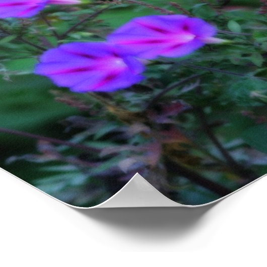 Intense Wild Morning Glory Flowers ポスター (角)