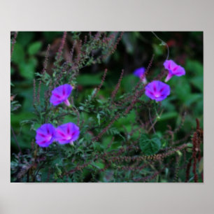 Intense Wild Morning Glory Flowers ポスター
