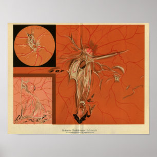 Internal View Retina of the Eye Vintage Print ポスター