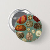 Intestinaと軟体動物門Linnaei 缶バッジ (正面&裏面)