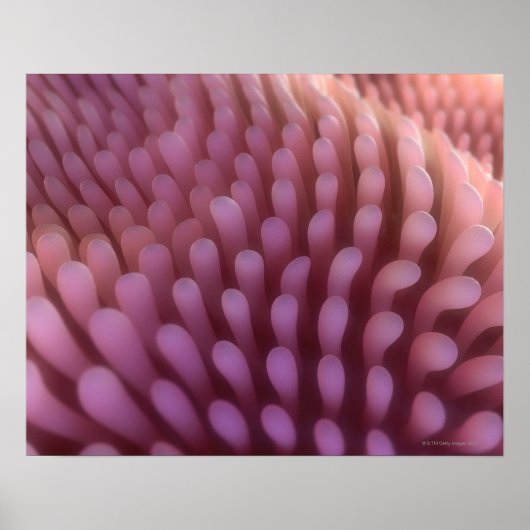 Intestinal Villi ポスター (正面)