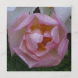 Invitación -フェスタCumpleaños - Laローザローザ 招待状