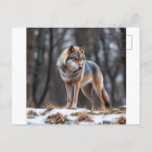 Invitation and announcement  案内ポストカード (裏面)