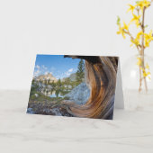 Inyo National Forest, California カード (黄色い花)