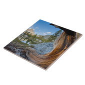 Inyo National Forest, California タイル (側面)