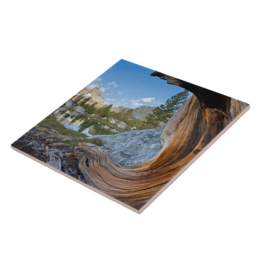 Inyo National Forest, California タイル (側面)