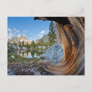 Inyo National Forest, California ポストカード