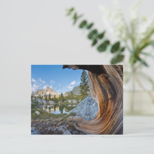 Inyo National Forest, California ポストカード (スタンド正面)