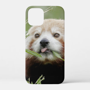 iPhoneケース写真ジャイアントパンダ、動物。 iPhone 12 Mini ケース