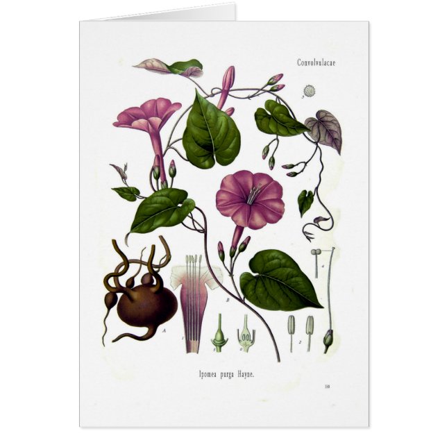 Ipomeaのpurga (jalap) (正面)