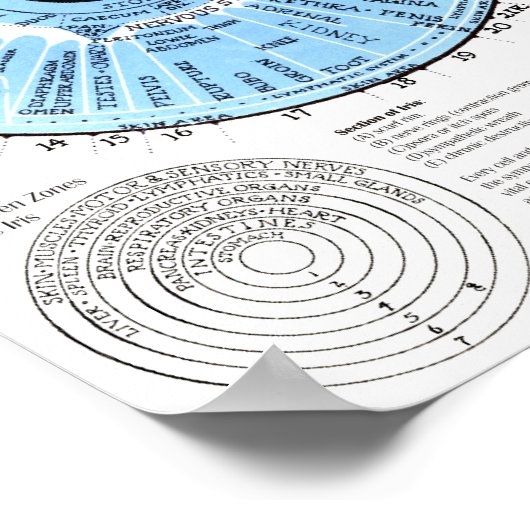 Iridiagnosis Iridology Eye Chart  ポスター (角)