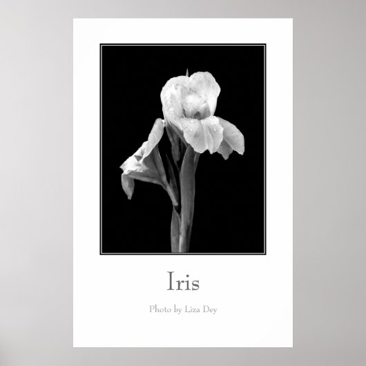 "Iris" ポスター (正面)
