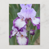 Iris ‘Eagle Flight’ ポストカード (正面)