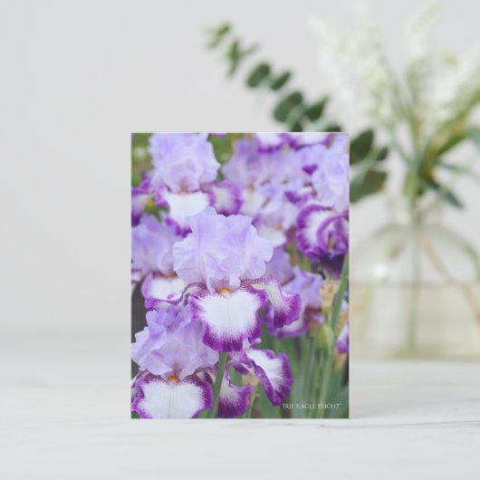 Iris ‘Eagle Flight’ ポストカード (スタンド正面)